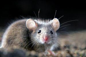 К чему снятся бегающие мыши