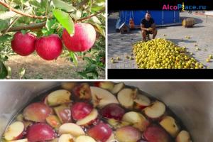 Как приготовить сидр в домашних условиях Приготовить сидр из яблок в домашних условиях